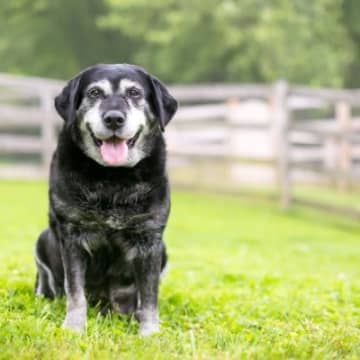 犬の『シニア期』何歳から？高齢になると見られるサインや健康管理のポイントまで
