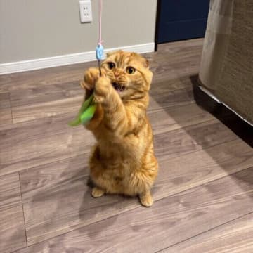 運動量が減る「冬の猫」に大切なのは水だった！猫に水を飲ませる工夫とは