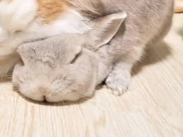 猫が『枕』にしていたのは? 冬にしか見られない『特別な光景』に「癒される!」