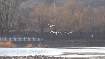 北京の密雲ダム湿地にハクチョウ飛来