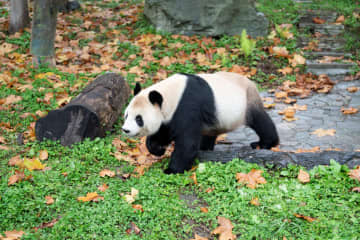 パンダのリーリー、気ままに散歩　中国四川省