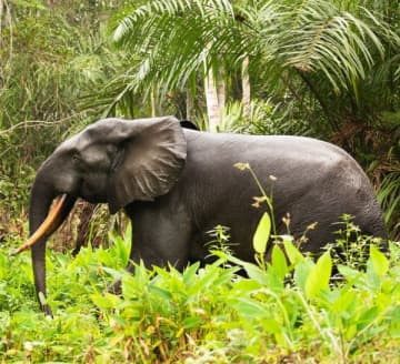 ジャングルの銃声をAIが捕捉！米コーネル大が開発した“密猟者位置特定システム”の威力