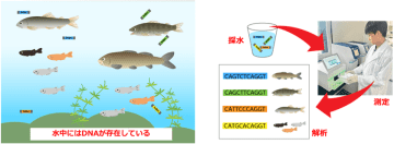 株式会社日吉、環境DNA分析サービスを本格提供開始　～ネイチャーポジティブを支える技術として注目～