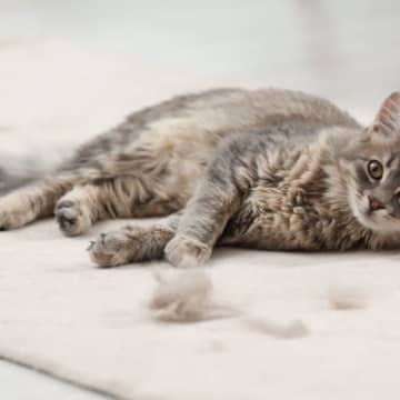 猫の『抜け毛』が溜まりがちな場所3選　お掃除するときのコツや対策術もご紹介