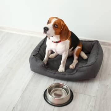 犬が寒くなると水を飲まない『4つの原因』冬場の脱水を防ぐ方法とは？