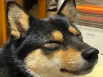 母親の部屋から出てこない柴犬　様子を見に行くと…「特等席やん！」「この表情はズルい」