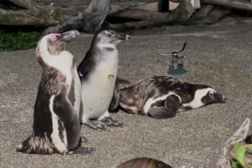 閉館後の水族館でアート製作に挑める 「アートナイト水族館」仙台うみの杜水族館で初開催