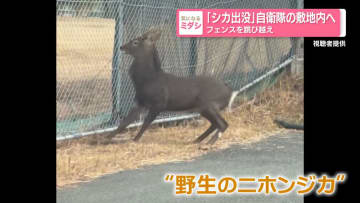 『シカ出没』フェンスを飛び越え 自衛隊の敷地内へ