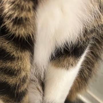 姿勢よく座っていた猫ちゃん→『しっぽ』を見ると…心温まる『尊い光景』に８万いいね「セルフ逮捕？ｗ」「あったかそう」と話題