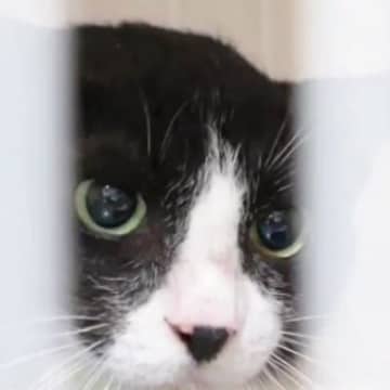 ずっと触れなかった『元野良猫』→1匹の猫との出会いで変わり始め…約３年後に訪れた『感動の瞬間』に「涙腺崩壊」「ジーンときた」と反響