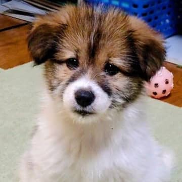 1年ぶりの帰省で『違う犬を飼ったの？』と間違われた愛犬　驚くべき変貌にほっこり！
