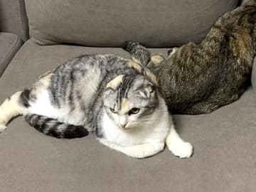 ソファでくつろぐ『後ろの猫』に目をやると？　まさかの寝姿に「二度見した」