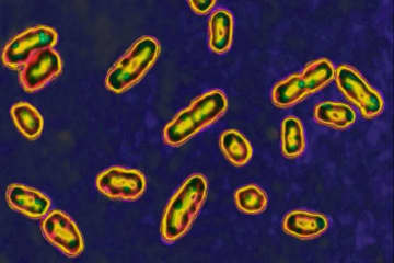 中世の黒死病の大流行、火山の噴火が引き金か　新研究