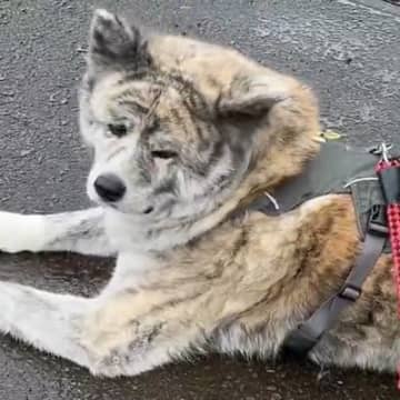 『ご近所のばあちゃん家に寄りたい』という大型犬→思ってもいなかった『感謝』が尊いと30万表示「すっごく嬉しいと思う」「素晴らしい」と称賛