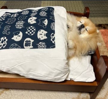 布団をかけて気持ちよさそうに眠る犬の寝姿にほっこり！寝相の良さに驚き！