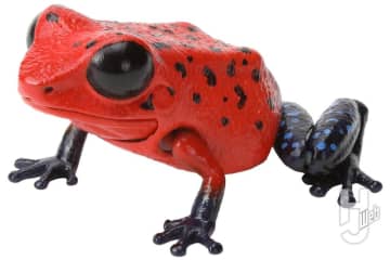 「いきもの大図鑑」新作は5種類の「ヤドクガエル」にアルティメットな巨大「リュウジンオオムカデ」！ディスプレイモデルには“ネコ科”動物4種が新登場【ガシャポン®最新情報】