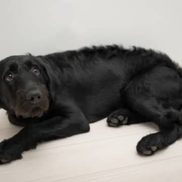 犬が『怖がる』飼い主の行動5選　愛犬が恐怖心を抱いているときのサインや良好な関係を保つ方法まで