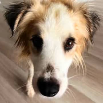 処分寸前で保護された犬を『先住犬とともに大切に育てた』結果…涙が止まらない『数ヶ月間の物語』に反響「切なすぎる…」「最後までありがとう」