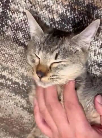 「ほぼ手のひらサイズだった」生後4カ月の保護子猫→2年後、飼い主の手が小さく見えるほど大きく成長！