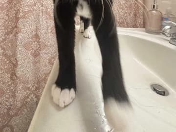 洗面台の上に立つ猫が？　衝撃ビジュアルに「エイリアンみたいだ」「めちゃ笑える」