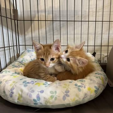 「兄弟を引き離すことはできない」2匹の保護子猫をお迎え→先住猫と少しずつ距離を縮め元気に暮らす姿にホッコリする