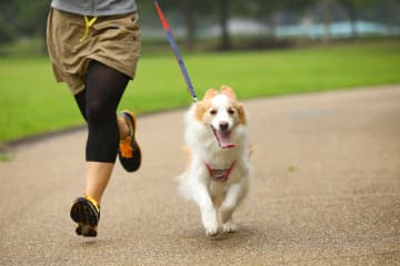 「おばあちゃんがどこにいるか分かるの？」忘れられても、怯えられても…認知症の飼い主を必死に探した老犬の&quot;揺るがぬ愛情&quot;