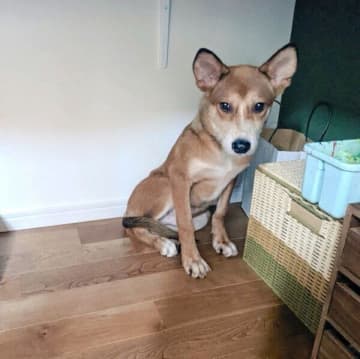 心を閉ざした野犬の子犬と出会い、「このコを笑顔にしたい」と決意　4年後の嬉しい成長の数々にグッとくる