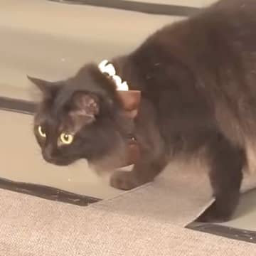 模様替えを妨害するネコ→ソファに乗った結果…『予想外のハプニング』とリアクションに爆笑「焦るかと思いきや」「どんな時もマイペース」