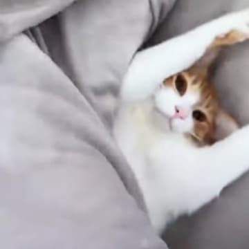 布団をめくってみたら、中にいたネコが…予想外の『可愛すぎるリアクション』が157万再生「寝起きは撮影NGだったかｗ」「悶絶級」