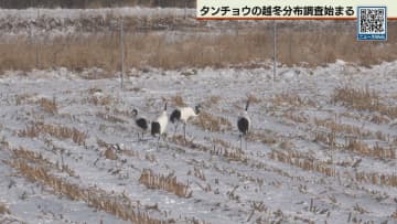 タンチョウ生息調査　北海道内で一斉に始まる