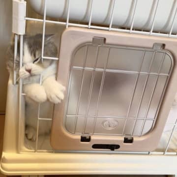 1年目の「うちのコ記念日」を迎えたブリティッシュショートヘア　子猫時代から変わらない人なつっこさに癒やされる