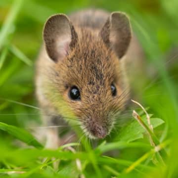 自閉症に効果的な栄養素が判明！？