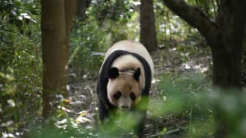 新たなパンダのつがいを2027年に仏に貸与へ、期限は10年―中国