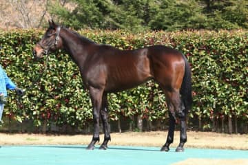 武豊、クールマイユールのデビュー戦に挑む「ここで勝つことで、その後のスケジュールに余裕が生まれます」