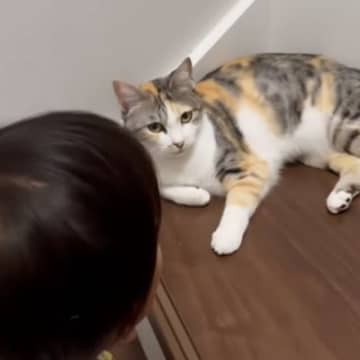 おしゃべり上手な『2歳の男の子』→大好きな『三毛猫』のもとに向かうと…素敵なやり取りが11万再生「尊すぎて泣く」「本当に優しい猫」
