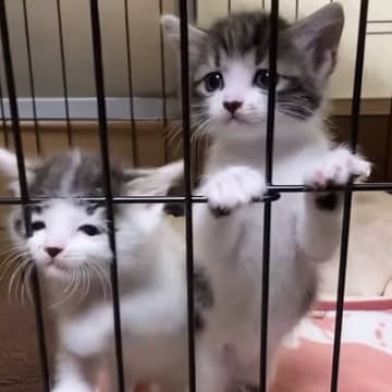 ケージの中にいる2匹の保護子猫→『ミルクの準備』をしていると…まさかの行動が39万再生「一生見ていられる」「なんて可愛さ」と絶賛の声