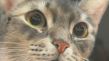 「まるで本物の動物が目の前に」色鉛筆の驚異的写実表現で注目の音海はる展、富山で開幕 地元ゆかりのライチョウ作品も