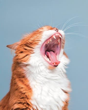 何才からでも大丈夫！　猫の歯磨き成功のポイントと手順を獣医師が解説