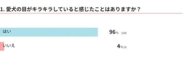 犬の目がキラキラ輝いて見えるのはどんなとき？調査と獣医師解説でわかる理由