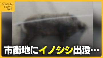 背後から突進…新潟市の市街地に“イノシシ”出没で3人ケガ 車と接触・ガラス割られる被害も