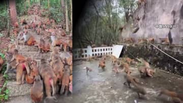 1000頭超“サル軍団”に…観光客の餌やりなどでサル急増　市街地にまで出没やりたい放題の迷惑行為も「保護動物」で手出しできず　中国