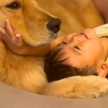 男の子とソファで転がる大型犬→もはや恋人のように『イチャイチャする光景』が尊いと35万再生「可愛いが過ぎる」「ふたりとも幸せそう」と話題