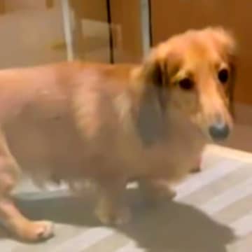 生後８ヶ月半まで売れ残っていた犬→『一緒に帰ろう』と決めた結果…幸せ過ぎる現在の光景が15万再生「会えるのを待っていたんだ」「泣いた」