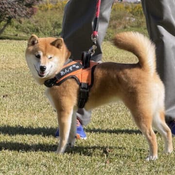 日々の習慣改善で犬の骨にいい効果が！お散歩や食事からできる「骨にいいこと」