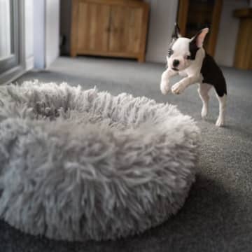 犬が快適に感じる『ベッド』6つ　愛犬が安眠できるベッドの状態とは？眠れているかどうかを判断する方法まで