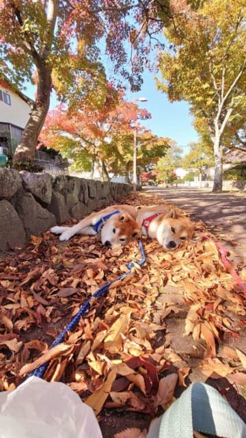 忍法・木の葉隠れの術！？　フカフカの秋に紛れる柴犬ズに「一緒に寝転がりたい」「見失いましたよ」の声