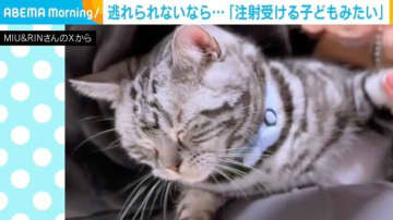 「注射を受ける子どもみたい」猫が“あること”から逃れられない姿に「おめめ閉じてれば耐えられるニャ」「予防接種の私ですやん…」など反響続々