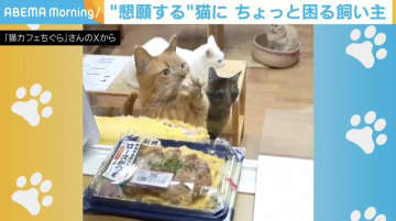 ロースカツ弁当の前で“懇願する”猫が、SNSで話題！「一口サイズに切ってからねーw」「あげたい気持ちはあるけど材料的に駄目だよな…」