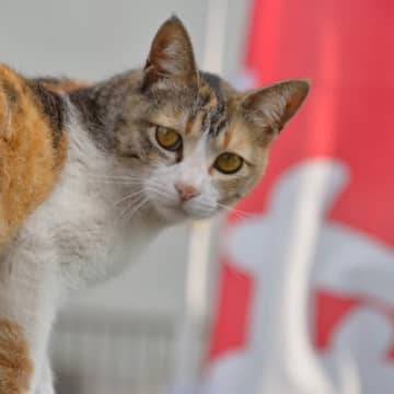 猫が名前を呼ばれたときに『返事をしている』仕草5選　鳴くだけではない意外なサインとは