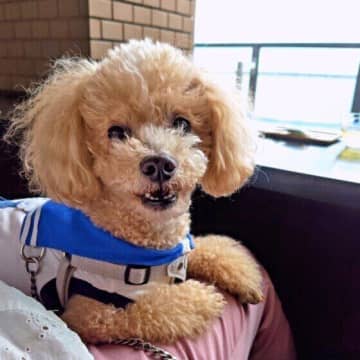 災害時にも役立つ犬の『外泊しつけ』とは？基本と役立つポイントを解説